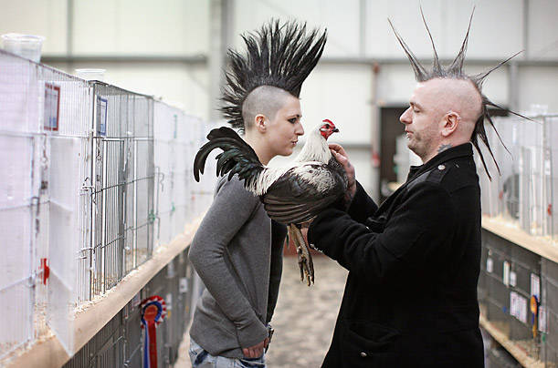 Karmel Kwipprath, left, and Donald Bruce hold their entry to the Old English game section of the Scottish National Poultry Show in Lanark, Scotland. This year's event had a record of over