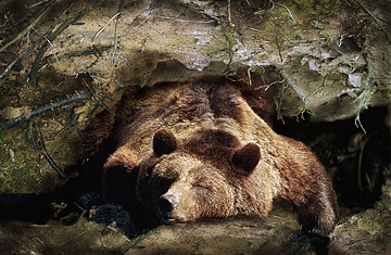 Study Shows How Bears Hibernate: What It Means for Science - TIME