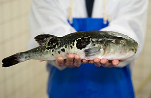 Fugu - Top 10 Most Dangerous Foods - TIME
