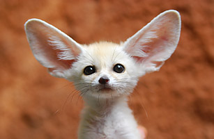 Fennec Foxes - Top 10 Miniature Animals - TIME