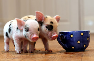 Micro-Pigs - Top 10 Miniature Animals - TIME