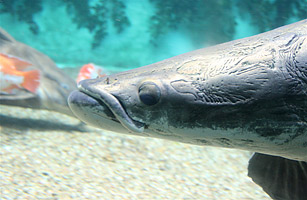 BIG Fish - Top 10 Real Life Monsters - TIME