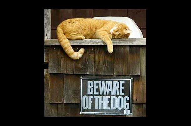 A cat, who must know the dog, takes nap over a dog warning sign in Northampton, Mass