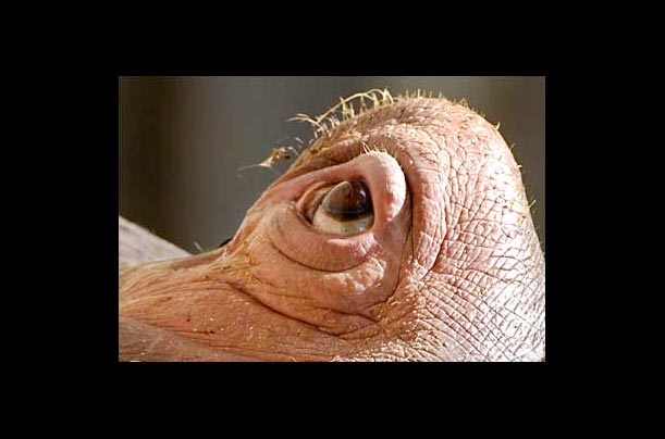 Not an alien, but a hippopotamus, keeps a close eye on what is going on at Frankfurt's zoo