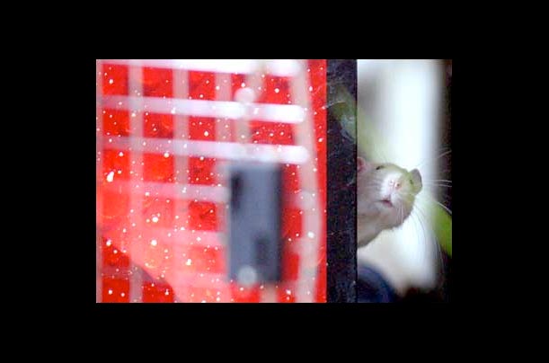 A white rat peers out from behind a soda machine near a playground at Woodland Park in Kalispell, Mont A white rat peers out from behind a soda machine near a playground at Woodland Park in Kalispell, Mont