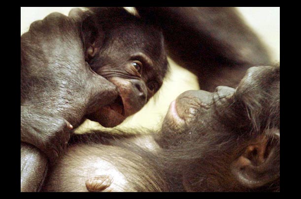 chimpanzee eja holders baby girl busira at wuppertal zoo in germany