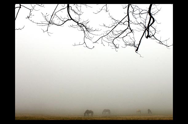 horses graze in a foggy field near the lake country historical society in mentor, ohio