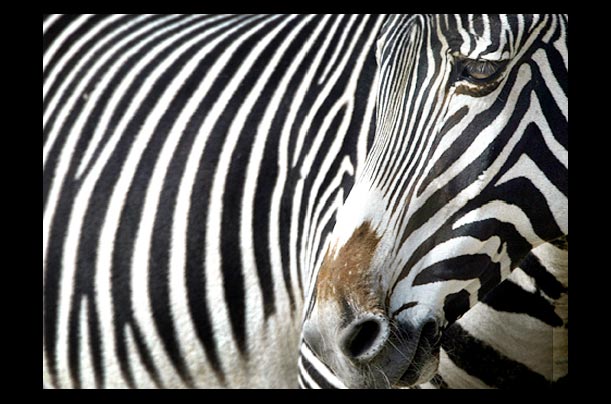 a close-up of a zebra's stripes at frankurt's zoo in germany