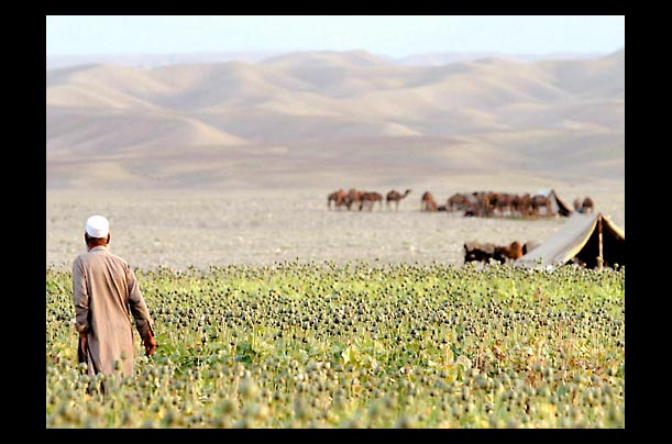 afghanistan farmer works in poppy fields in nahanger province; poppy-derived opium is used to make heroin afghanistan farmer works in poppy fields in nahanger province; poppy-derived opium is used to make heroin