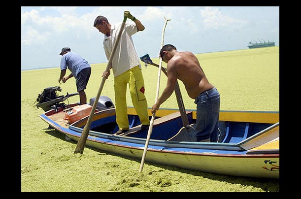 Fisherman maneuver in pond scum that has taken over the surface of Maracaibo Lake, 300 miles west of Caracas