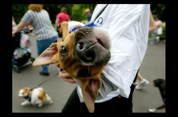 Siri is carried by owner Sheila Gallagher after becoming tired during the Animal Rescue League of Boston's annual 