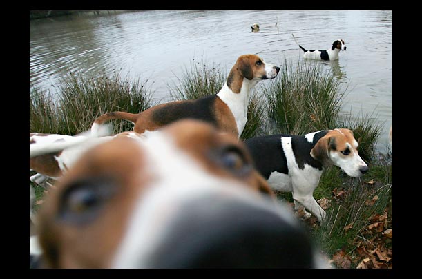 Hounds are walked before a hunt at Petworth in West Sussex, England