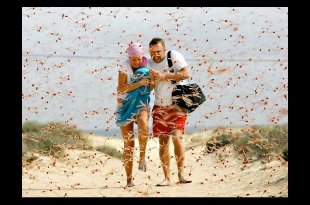 tousists run on a beach through a swarm of pink locusts near corralejo on the spanish canary island of fuerteventura