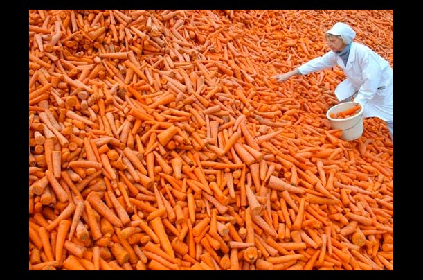 A worker from Frenzel frozen-food company inspects a load of carrots in Manschnow, Brandenburg, Germany