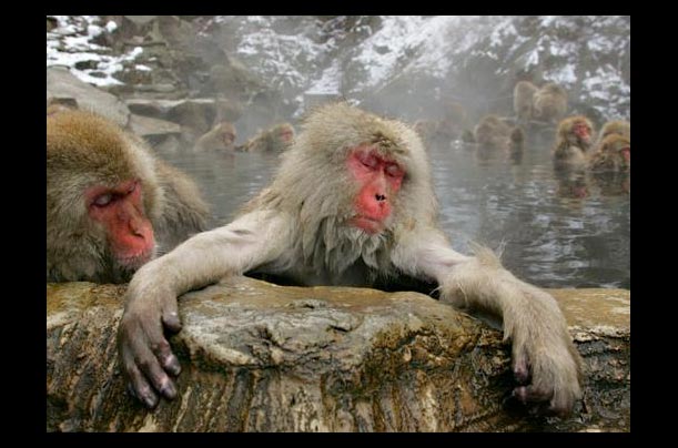 Japenese monkeys soak in a hot spring in Yamanouchi, central Japan