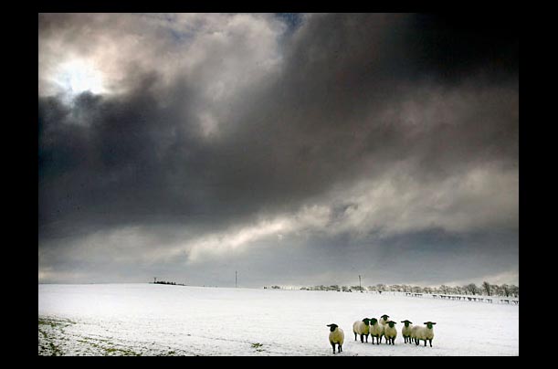 Sheep brave the cold weather near Lesmahagow, Scotland