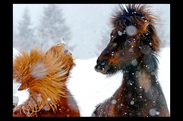Horses play near the finish area of the downhill events during the FIS Alpine World cup finals in Lenzerheide