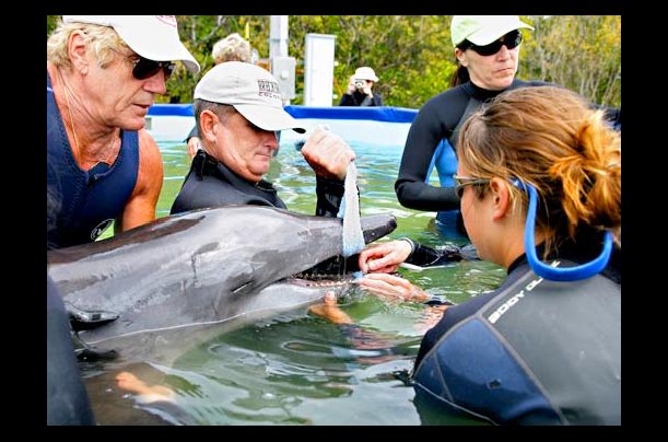 Conservation workers install a feeding tube to nourish a dolphin in Key Largo, Florida.