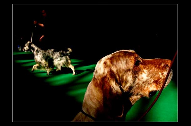 English Setters compete for English Setters compete for