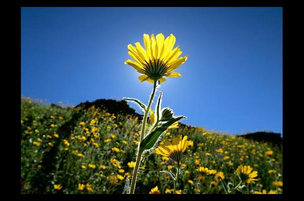 Desert wildflowers bloom in Death Valley National Park in California