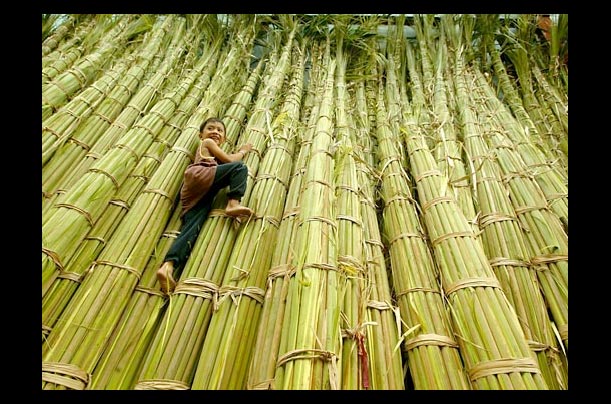 A Filipino boy climbs palm stalks that will be turned into fronds and sold in Manila for Palm Sunday