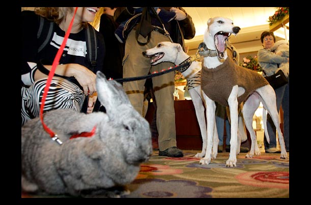 Dogs and rabbits during Macy's Barkfest, a breakfast event to benefit the Animal Haven, an animal shelter and adoption center in New York City