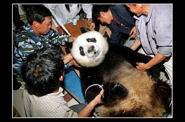 a giant panda gets a health checkup in a hospital in fuzhou china