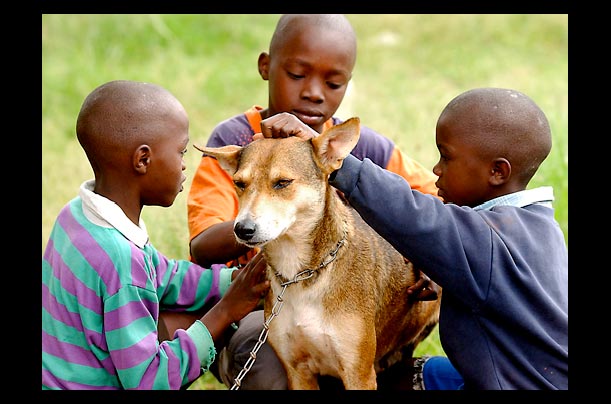 three brothers with their dog mkombozi on the outskirts of nairobi, africa
