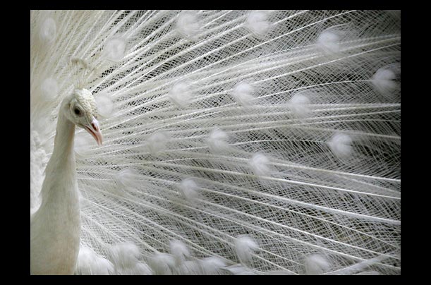A white peacock displays its feathers on a hot day inside a zoo in new delhi