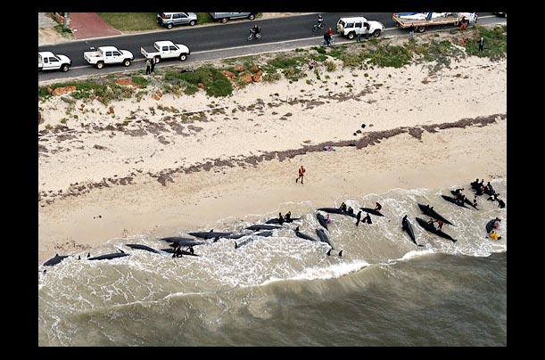 volunteers try to save more than 100 false killer whales beached at dolphin bay near busselton, australia