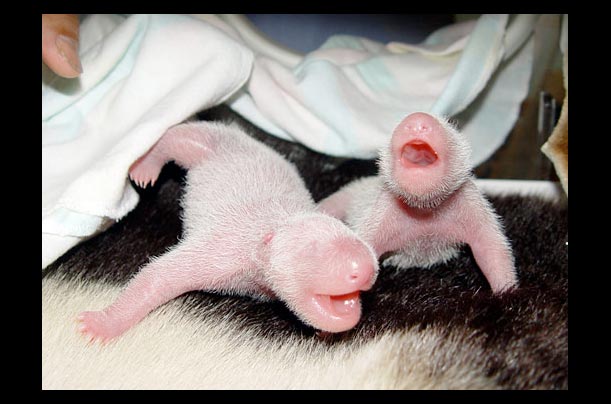 Chinese researchers care for twin giant panda cubs at the China Giant Panda Protection and Research Center in Wolong, Sichuan province