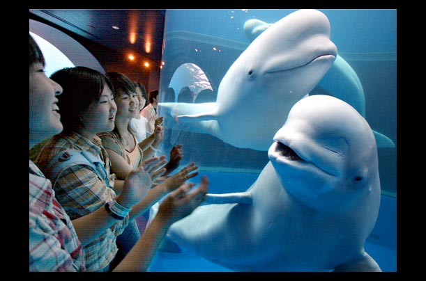 A Beluga white whale plays with visitors at the Hakkejima Sea Paradise Aquarium in Yokohama, Japan