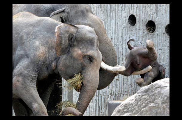 Baby elephant Fahim meets his father maxi at Zurich Zoo