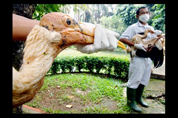 Indonesian zoo workers take pelicans suspected of being infected with the bird flu for tests at the Ragunan Zoo in Jakarta