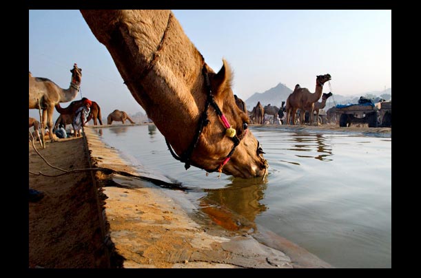 Camel traders at the largest camel fair in the world in the state of Rajasthan, in Pushkar, India
