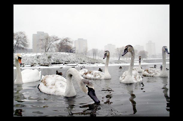 Swans swim in a pond in central Minsk, Belarus