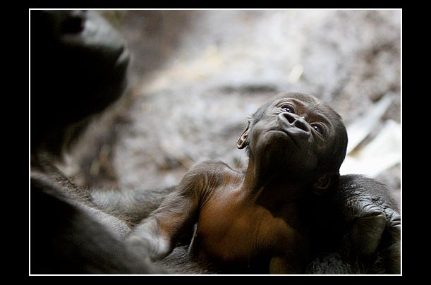 A baby gorilla born on January 11 looks out from its mother Triska's arms at the Bronx Zoo in New York