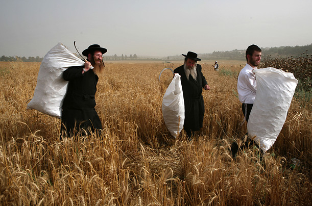 Orthodox Jews wheat field