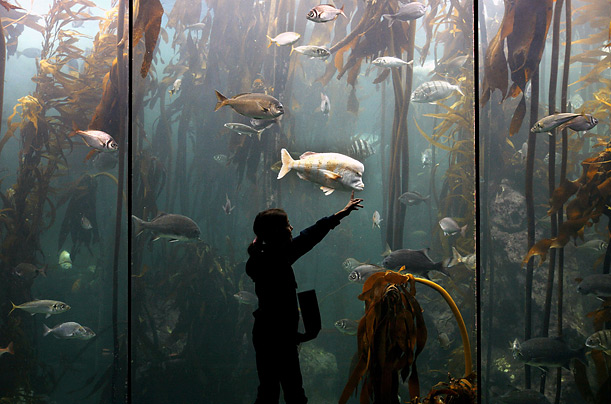 Fish Aquarium South Africa Marine Ocean Life