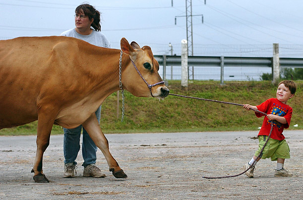 Pictures of the Week Cow