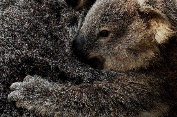 Koala Bear Joey Sydney