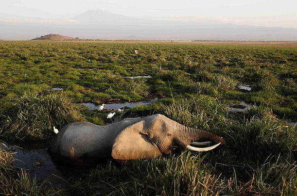 An elephant rests in a marsh in front of Mount Kilimanjaro in Amboseli National Park in Kenya.
