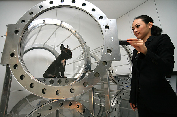 A dog relaxes in an oxygen capsule 