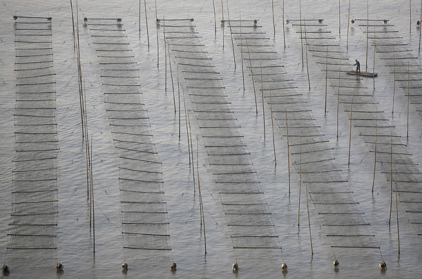A farmer works at a laver farm at Gutong Village in Fujian Province, China.