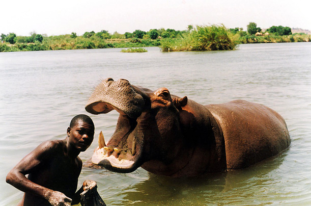 Every afternoon this hippopotamus comes to the bank of the Benoue River in Cameroon to meet his friend Ibrahim who has been feeding it for eight years.