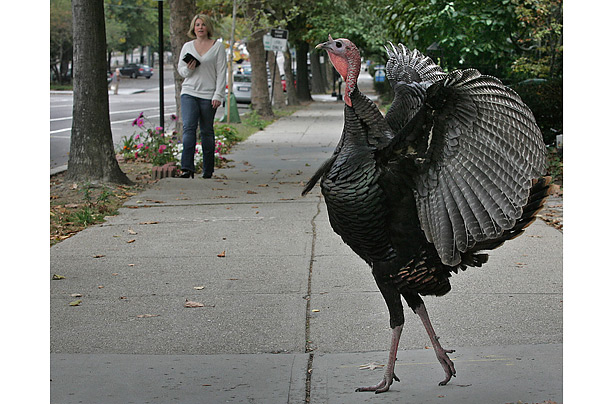 A wild turkey crosses the sidewalk on Beacon Street in Brookline, Mass.