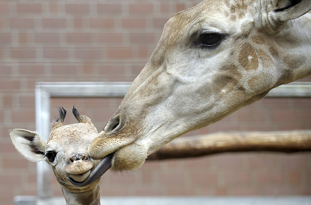 A mother giraffe licks her newborn at a zoo in Dortmund. 
