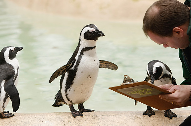 A zookeeper takes stock of the animals in the penguin enclosure at the London Zoo. 
