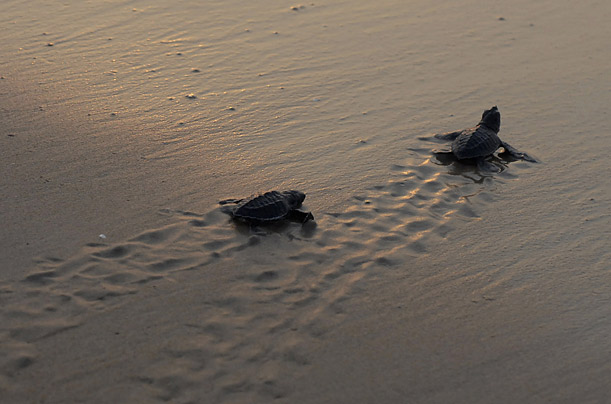 Sea turtle hatchlings make their way to sea at Rushikullya Beach, India.
