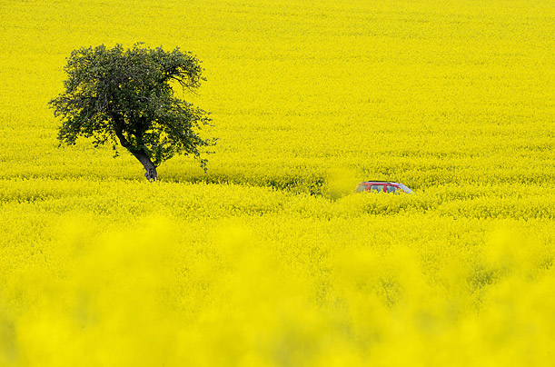 A rapeseed field envelops a car in Saxony, Germany. Rapeseed is cultivated to produce oil and biodiesel fuels.